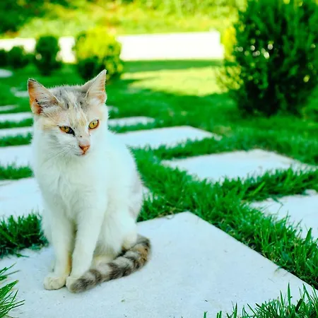 Lefki Гостевой дом Полихроно